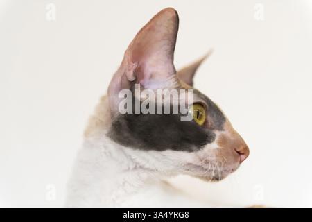 Cornish Rex Banque D'Images
