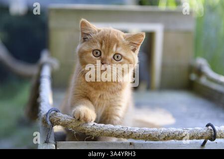 British Shorthair Banque D'Images