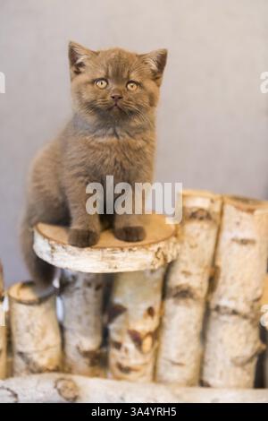 British Shorthair Banque D'Images