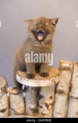 British Shorthair Banque D'Images
