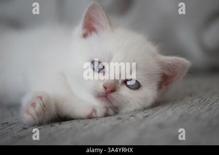Chaton British Shorthair Banque D'Images