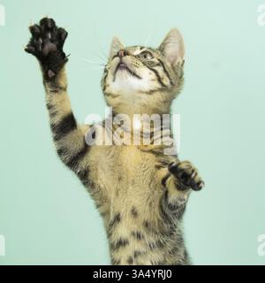 Chat domestique Banque D'Images
