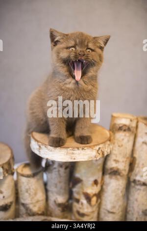 British Shorthair Banque D'Images
