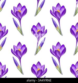 Motif crocus violet sans couture. Illustration isolée d'aquarelle numérique sur fond blanc Banque D'Images