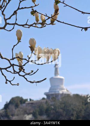 Pékin, Chine. 20 mars 2025. Cette photo prise avec un téléphone portable le 20 mars 2025 montre la Pagode Blanche alors que les magnolia commencent à fleurir au parc Beihai à Pékin, capitale de la Chine. L'équinoxe de printemps, ou Chunfen en chinois, le quatrième terme solaire du calendrier lunaire chinois, tombe le 20 mars de cette année. Crédit : Xu Jinquan/Xinhua/Alamy Live News Banque D'Images