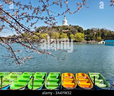 Pékin, Chine. 20 mars 2025. Cette photo prise avec un téléphone portable le 20 mars 2025 montre la Pagode Blanche alors que les pêchers commencent à fleurir au parc Beihai à Pékin, capitale de la Chine. L'équinoxe de printemps, ou Chunfen en chinois, le quatrième terme solaire du calendrier lunaire chinois, tombe le 20 mars de cette année. Crédit : Xu Jinquan/Xinhua/Alamy Live News Banque D'Images