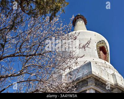 Pékin, Chine. 20 mars 2025. Cette photo prise avec un téléphone portable le 20 mars 2025 montre la Pagode blanche derrière les fleurs de pêche nouvellement fleuries au parc Beihai à Pékin, capitale de la Chine. L'équinoxe de printemps, ou Chunfen en chinois, le quatrième terme solaire du calendrier lunaire chinois, tombe le 20 mars de cette année. Crédit : Xu Jinquan/Xinhua/Alamy Live News Banque D'Images