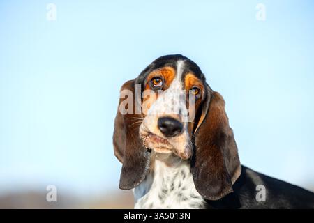 Basset Hound puppy Banque D'Images