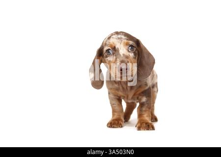 Chiot teckel Banque D'Images