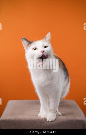 Un chat calico ludique se tient sur un fond orange vif, mi-miaou avec sa langue sortie. Son visage expressif en fait un portrait charmant Banque D'Images
