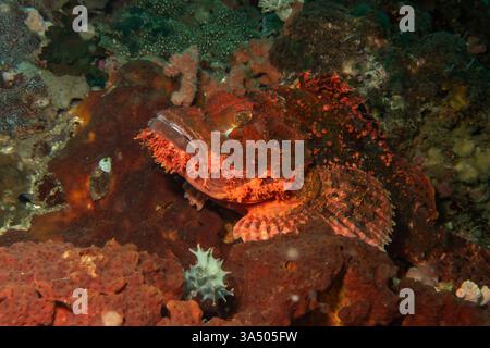 Une photo en gros plan de la tête d'un poisson-scorie rouge de profil au débarquement de l'île Verde, Philippines Banque D'Images