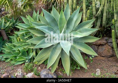 Agave Foxtail (Agave attenuata) Grande rosette de feuilles dans un jardin - empilement de mise au point Banque D'Images