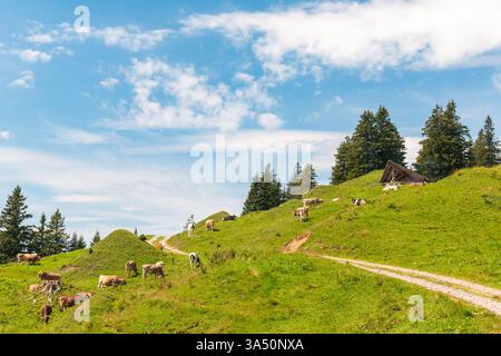 MT. Paysage alpin de Rigi avec des vaches dans la prairie d'été, Suisse Banque D'Images