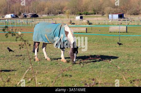 Cheval Skewbald dans le champ d'hiver portant un tapis de retournement (tapis de Nouvelle-Zélande). Prise en mars 2025 Banque D'Images