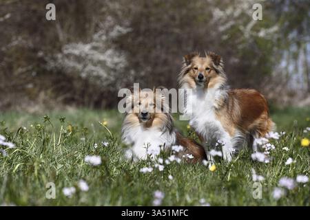 Shelties Banque D'Images
