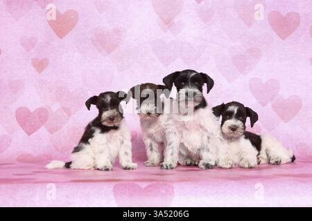 Chiots Schnauzer miniatures Banque D'Images