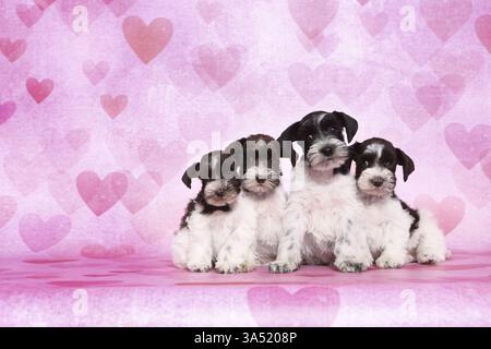 Chiots Schnauzer miniatures Banque D'Images