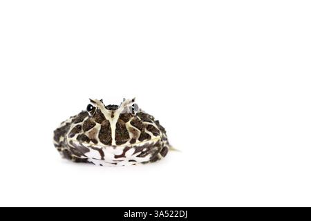 La grenouille cornue d'Argentine Banque D'Images