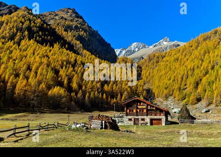 Chalet dans le hameau de Satarma près d'Arolla au pied d'une forêt de mélèzes aux couleurs vives d'automne, Val d'Herens, Eringertal, Valais, Suisse Banque D'Images