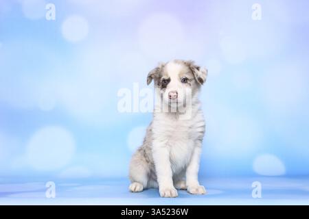 Chiot Border Collie Banque D'Images