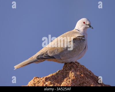 Une colombe eurasienne à collier, Streptopelia decaocto, perchée sur un rocher. Banque D'Images
