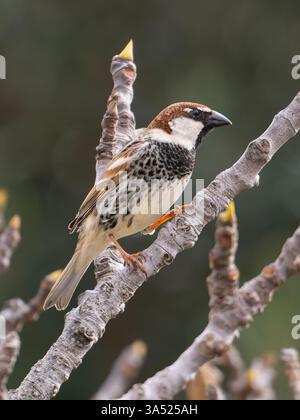 Un moineau espagnol mâle ou moineau à saule, passer hispaniolensis, perché dans un arbre. Banque D'Images