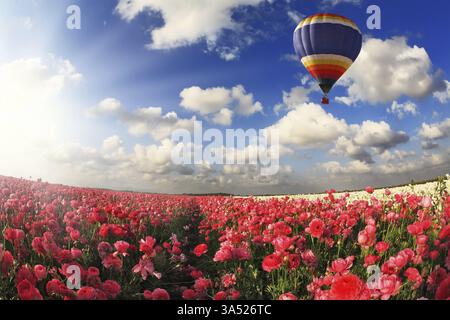 Champs sans limites avec des papillons roses fleuris. Au-dessus des champs, l'énorme ballon multicolore vole. Printemps dans le sud Banque D'Images