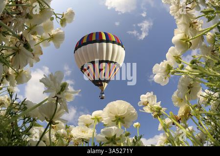 Pittoresque champ de papillons blancs ressort dans le sud. Gros ballon vole au-dessus du champ de floraison Banque D'Images