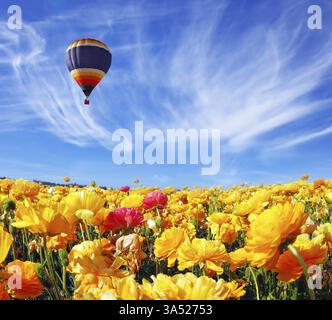Beau temps de printemps, beau grand ballon vole au-dessus du champ. L'immense champ de papillons blancs, rouges et oranges (Ranunculus asiaticus). Le p Banque D'Images