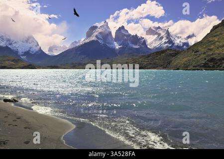 Plage de sable Lac Pehoe dans le parc national Torres del Paine, Chili. Les majestueuses falaises de Los Kuernos. Au-dessus du lac volent oiseaux de proie - le condor Banque D'Images