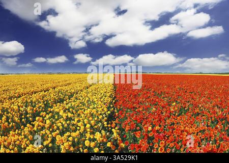 Immenses champs de papillons de jardin en fleurs - Ranunculus asiaticus. Le merveilleux temps printanier, les nuages légers volant à travers un ciel bleu Banque D'Images