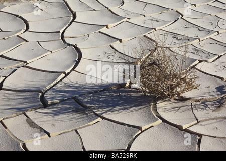 Aube dans la Vallée de la mort. Un petit buisson sec dans le sol fissuré blanc froid Banque D'Images