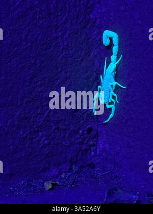 Un scorpion de Parabuthus (pourrait être Parabuthus transvaalicus) rayonnant sous une lumière UV étant projeté par une torche uv Banque D'Images