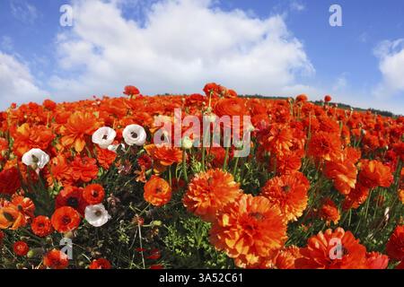 Champ pittoresque des papillons rouge-orange et blanc en fleurs, photographié un objectif œil de poisson Banque D'Images