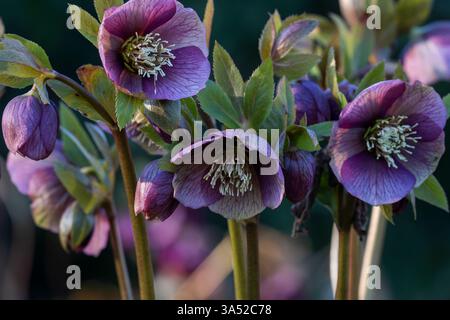 Fleur d'hellebore pourpre, également connue sous le nom de rose de Noël et rose de Carême. Les hellebores fleurissent à la fin de l'hiver et au début du printemps. La neige s'éleva en fleurs. Banque D'Images