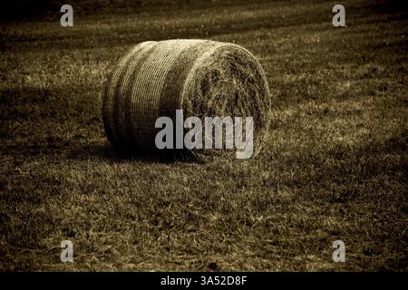 Un champ de grains récoltés et fauchés avec un rouleau de paille sur les tiges de grains fauchés Banque D'Images