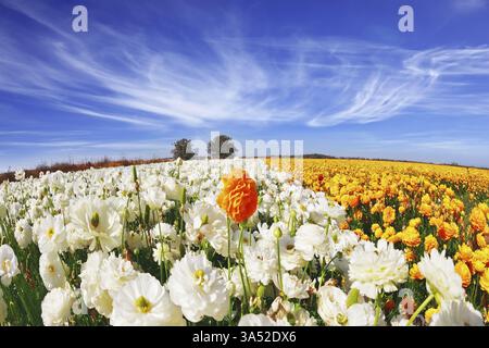La photo a été prise objectif Fisheye. Immenses champs de papillons de jardin en fleurs (Ranunculus asiaticus). Le merveilleux temps de printemps, cirrus clair CLO Banque D'Images