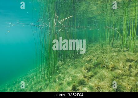 Photo sous-marine d'une prairie d'herbiers marins Zostera marina, offrant un habitat en eau claire et peu profonde. Banque D'Images