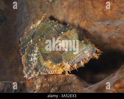 Scorpaenopsis oxycephalus, un poisson-scories à franges bien camouflé reposant sur une éponge de mer, site de plongée Spice Reef, Penyapangan, Bali, Indonésie, Asie Banque D'Images