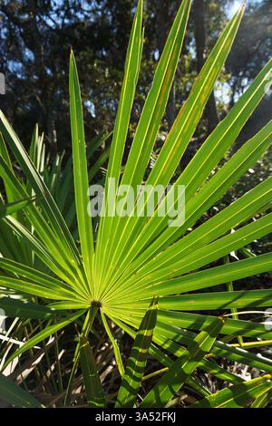 Gros plan vertical d'un Serenoa, ou scie palmetto, feuille de palmier dans une forêt en Floride Banque D'Images