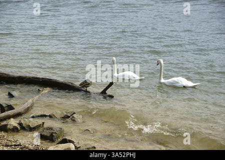Une paire de cygnes nagent devant le bois flotté sur la rive Banque D'Images