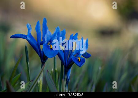Bleu ciel Iris reticulata 'Harmony' poussant dans le jardin. Iris de croissance naine bleue en fleur au printemps. Flou de mise au point. Mise au point sélective. Banque D'Images
