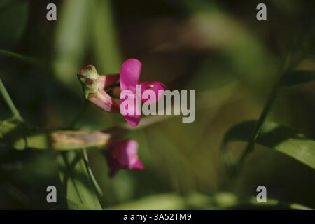 Gros plan des fleurs de papillon violet du pois doux Banque D'Images