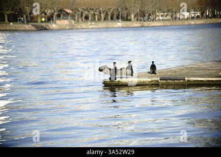 Un groupe de trois cormorans est assis sur une jetée près d'une rivière Banque D'Images