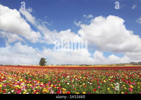 Floraison printanière. D'énormes champs de ranoncule de grand jardin de pivoines poussent dans le kibboutz dans le sud d'Israël Banque D'Images