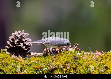 Le Junco aux yeux foncés (Junco hyemalis), mâle à la yeard Banque D'Images