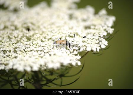 Coléoptère à longue portée Stictoleptura fulva se nourrissant de la pointe de fleur d'une herbe sauvage Banque D'Images