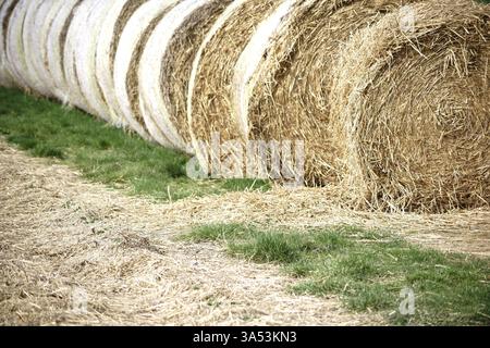 Un champ de grains récoltés et fauchés avec des rouleaux de paille sur le bord de l'herbe Banque D'Images