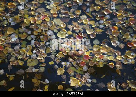 Les feuilles d'automne de divers arbres à feuilles caduques sur les rives d'une rivière Banque D'Images