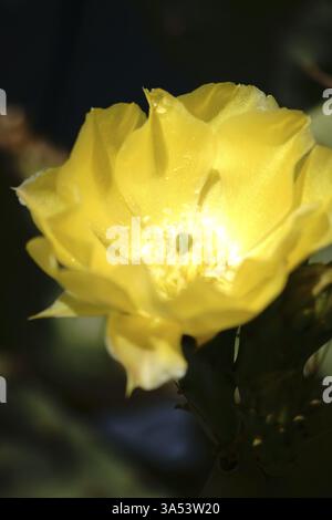 Macro gros plan de la fleur de cactus jaune d'Opuntia engelmannii Banque D'Images